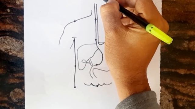 12 dots की मदद से human digestive system diagram class 10 // માનવ પાચન તંત્રનું ચિત્ર смотреть онлайн