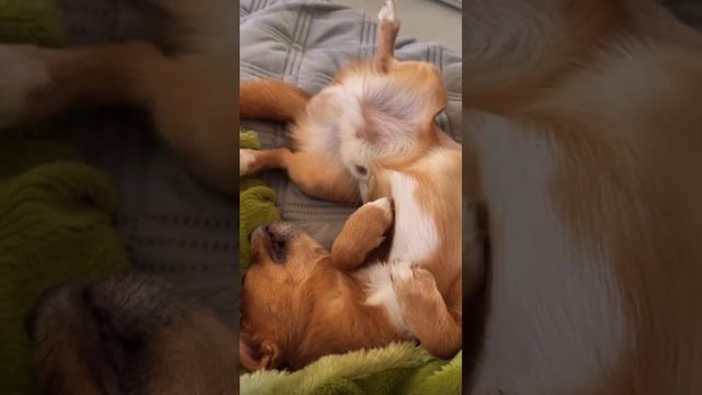 Что-то пошло не так, как разбудить собаку ? #чихуахуа смотреть онлайн