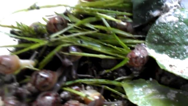 Пересадила улиток Ахатина. - Жиvой Уголок Наsти смотреть онлайн