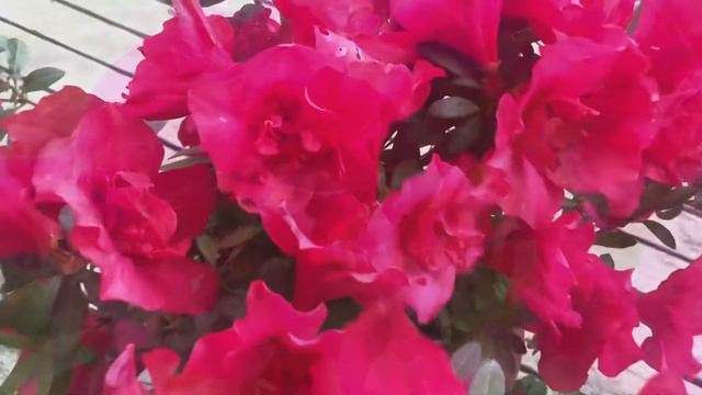 С Днём Рождения 🥳 🥰 Музыкальное Поздравление С Днём Рождения Женщине смотреть онлайн