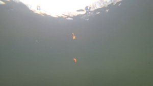 Мой ТОП 5 лучших воблеров на щуку в 2023 , подводная съемка игры приманок osp zipbaits jackall