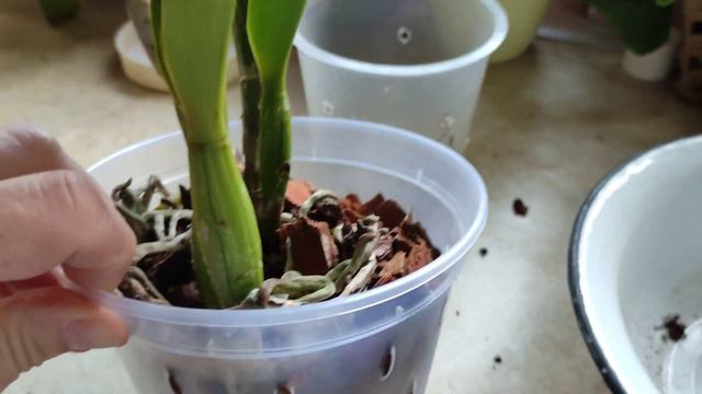 Blc. Chian-Tzy General (Rhyncholaeliocattleya Mother x Cattleya Orglades Glow) смотреть онлайн