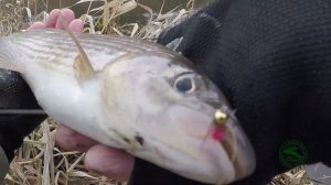 Береговая тенкара. Ловля на нимфу в холодное время года (tenkara nymphing).