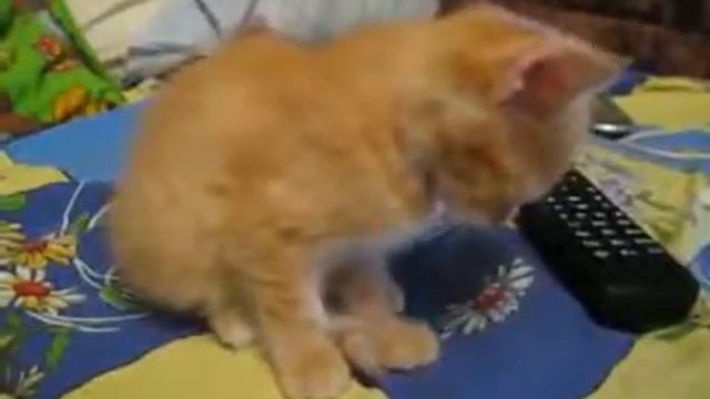 Котенок Засыпает смотреть онлайн