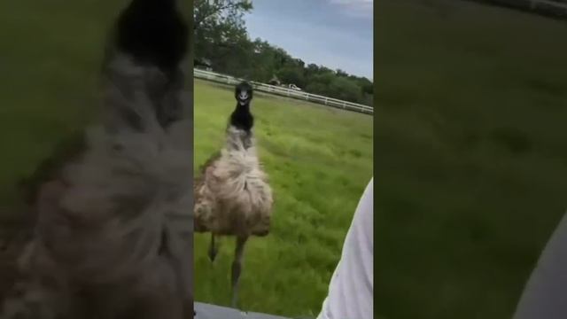 За один шаг во время бега страус может преодолеть от трёх до пяти метров. смотреть онлайн