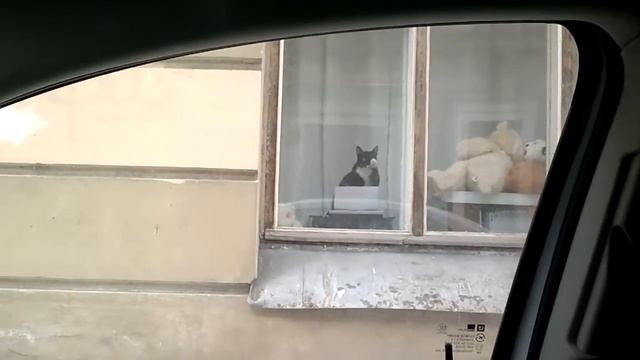 кот машет прохожим лапой смотреть онлайн