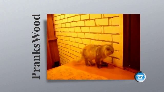 OLD_Kayot - В поисках собутыльника