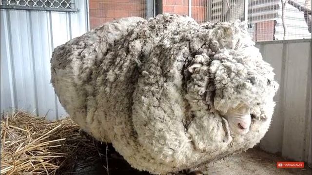 Овца ушла из дома на 5 лет и вот что произошло смотреть онлайн