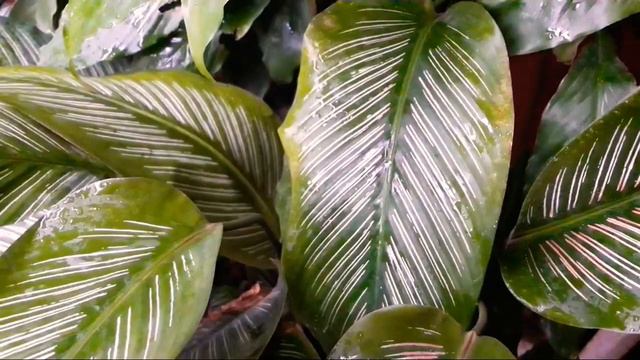 592🌿🥀Calathea Ornata, Air Purifier, Indirect Sunlight , Ornamental Plant ,Soil ,Location, Water
