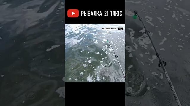 Лещ на банку 1. Ловля леща на банку смотреть онлайн