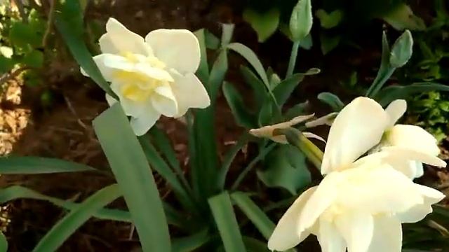 #narcissus #Obdam #нарцисс #Обдам / Благородный  махровый нарцисс Обдам (лат.double Narcissus Obdam