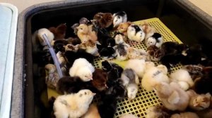 ВЫЛУПЛЕНИЕ ЦЫПЛЯТ В ИНКУБАТОРЕ! РЕЗУЛЬТАТ КОТОРОМУ ПОЗАВИДУЮТ ДАЖЕ ПРОФЕССИОНАЛЫ! ЦЫПЛЯТ ВАЛОМ