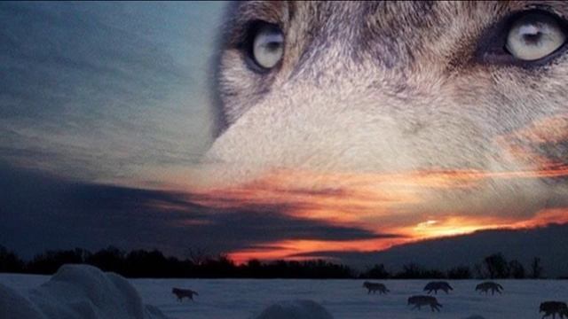 Radiovova - Волчьей я стаи, отбившись смотреть онлайн