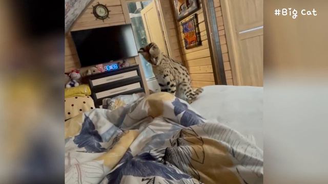 Serval Kira & Caracal Yumi : Sogga & Floppa смотреть онлайн
