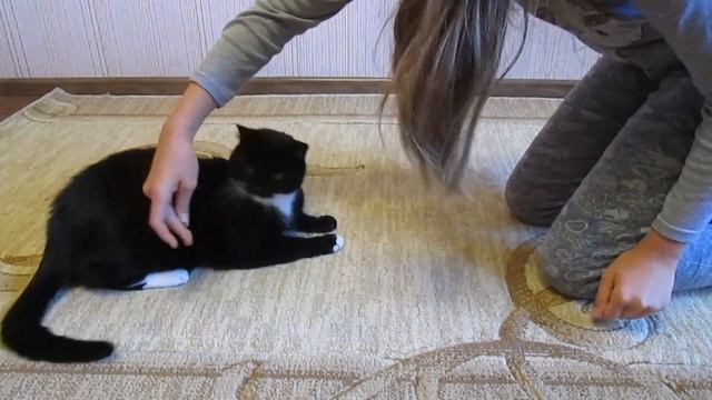 Дрессировка кота. Команда кувырок. смотреть онлайн
