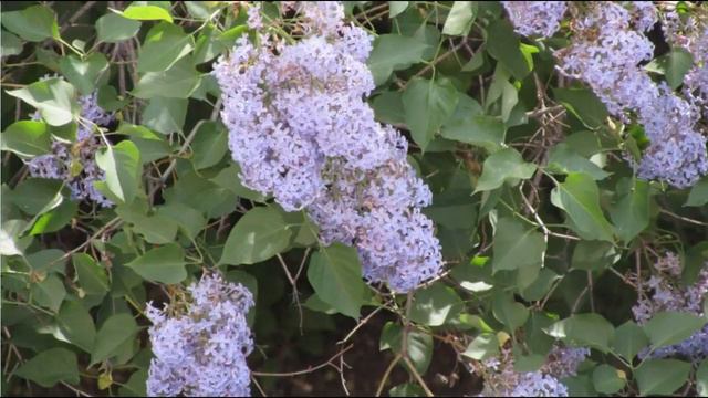 Сирень по новому смотреть онлайн