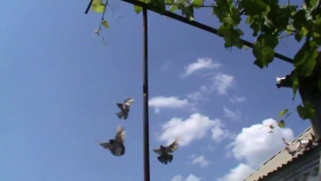 Донецкие голуби полтавской селекцыи хозяйство Сундук Юра 2 смотреть онлайн