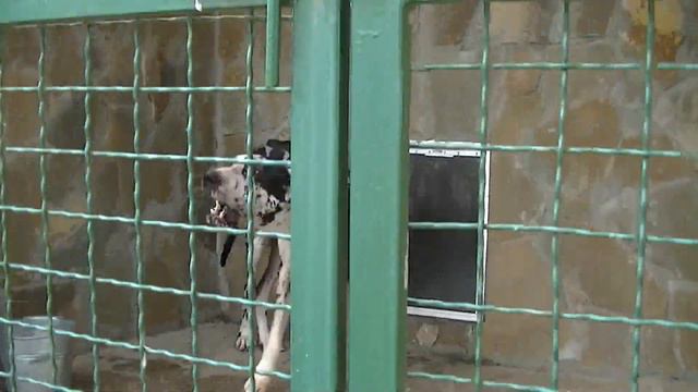 Дог Аякс реакция на посторонних смотреть онлайн