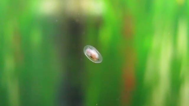 Neritina natalensis snail larva смотреть онлайн