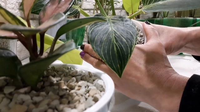 филодендрон РАЗМНОЖЕНИЕ, черенкование и РЕЗУЛЬТАТ смотреть онлайн