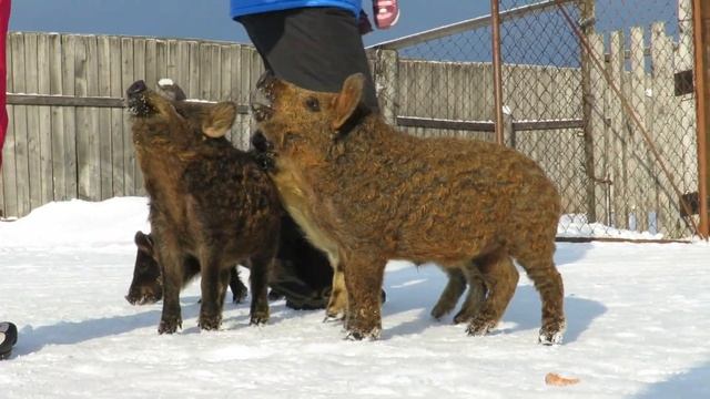 Маленькие кудрявые Свиньи, Curly Pig смотреть онлайн