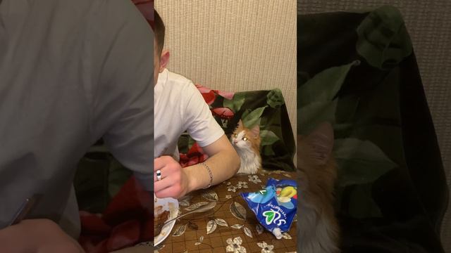 Наш пушистый джентельмен Лисюша в Штанишках🤵♂️ смотреть онлайн