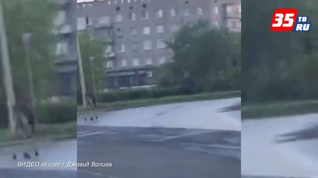 Череповчане продолжают делиться видео с разгуливающей по городу парочкой лосей смотреть онлайн