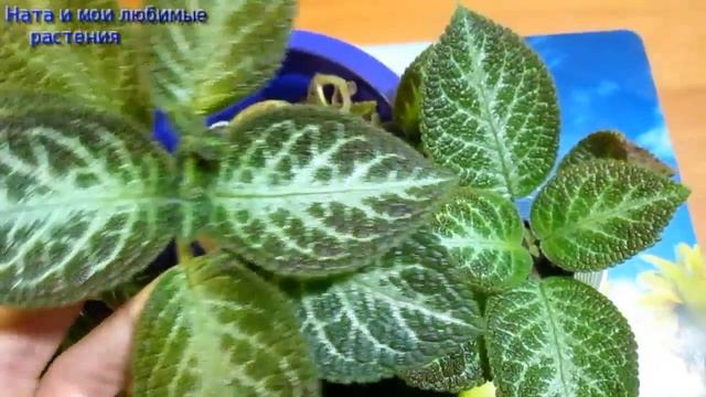 Для любителей эписций // Характеристика сорта 