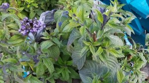 НЕ СПЕШИТЕ ВЫБРАСЫВАТЬ ГЕЛИОТРОП.СДЕЛАЙТЕ ТАК, ЕСЛИ  БОЛЕЮТ ЛИСТЬЯ.НОВАЯ ВОЛНА ХОРОШЕГО ЦВЕТЕНИЯ .