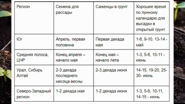Когда сеять огурцы на рассаду в 2023 году по лунному календарю. Посадка рассады огурцов по регионам смотреть онлайн