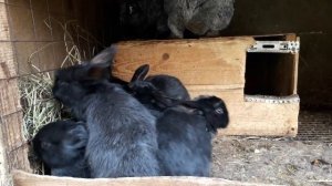 В каком возросте необходимо отсаживать крольчат от матери.