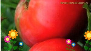 Томат обыкновенный Дикая Роза. Краткий обзор, описание характеристик, где купить семена