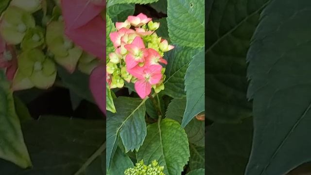 Крупнолистная гортензия "Endless Summer"(Бесконечное лето) Summer Love смотреть онлайн