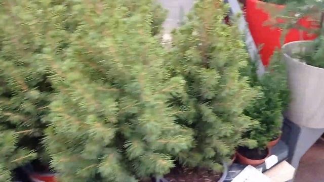 ЁЛКИ? ЗА КОПЕЙКИ? ТЦ ЭПИЦЕНТР ???? ЦВЕТОЧНЫЙ ОТДЕЛ. НОВОГОДНИЕ ЁЛКИ. РОЖДЕСТВЕНСКАЯ ЗВЕЗДА. смотреть онлайн