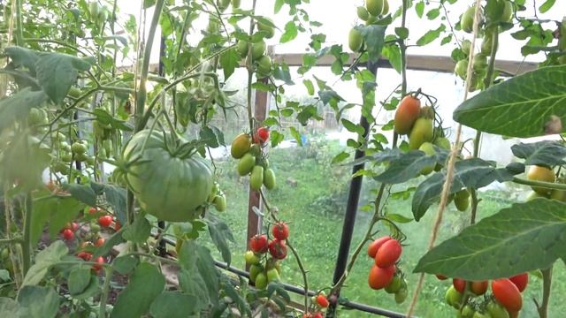 Томат Сэр Элиан F1(Sir Elyan) смотреть онлайн