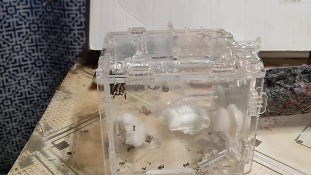 всем привет ко мне приехала посылка в составе 3 видов часть от видео отрезалась