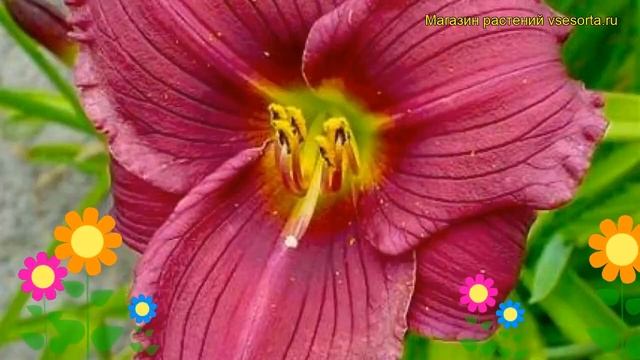 Лилейник гибридный Грэйп Вельвет. Краткий обзор, описание характеристик hemerocallis Grape Velvet смотреть онлайн