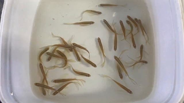 *UNBOXING TROPICAL FISH* Shop Update!! смотреть онлайн