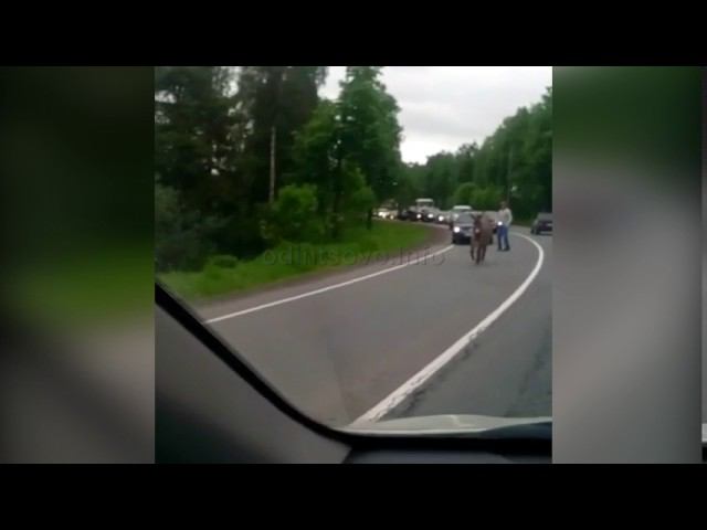 Осёл перекрыл движение автотранспорта в Жаворонках в Одинцовском районе смотреть онлайн