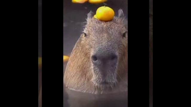 Капибара (Capybara) смотреть онлайн