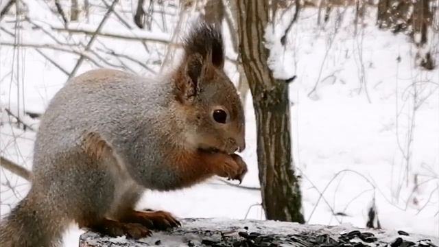 Две белки в лесу. смотреть онлайн