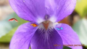 Фиалка душистая Семперфлоренс ? обзор: как сажать, саженцы фиалки Семперфлоренс