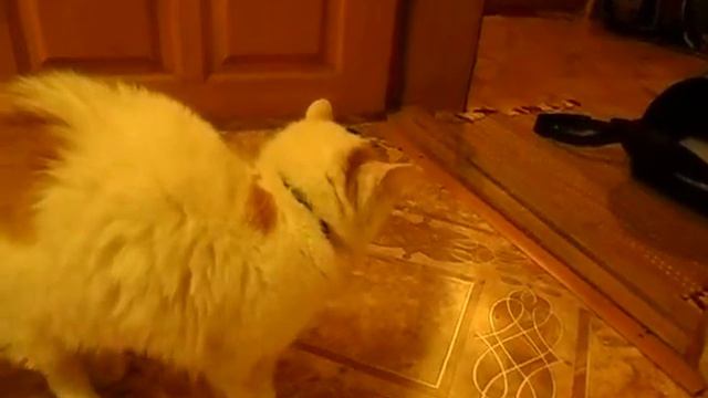 кошка в истерике смотреть онлайн