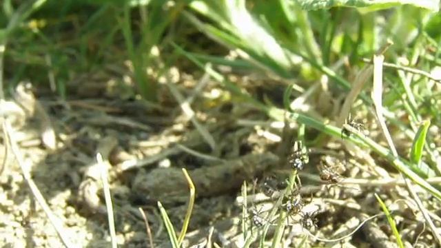 Латродектусы вылупились смотреть онлайн