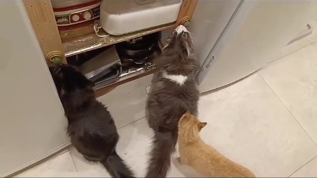 Кошачья Мята в действии #cat #catlover #кошки #приколы #прикол #юмор #catvideos