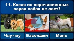 Тест о животных! Викторина в мире животных. Что ты знаешь о животных?