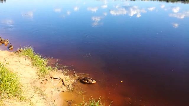 Рыбалка на реке . Утки сели всю прикормку для рыбы. смотреть онлайн