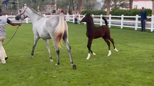 Spectacular colt by EMAR AVI || JS THUNDER out of FADWA AL ZOBAIR смотреть онлайн