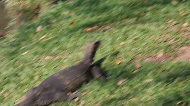 Охота варана на голубя в парке в Бангкоке Varan hunting a pigeon in Bangkok park смотреть онлайн