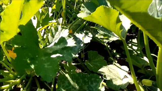 Утята//Кабачки, тыквы//Кощеевский хуторок. смотреть онлайн